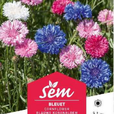 BLEUET (CENTAUREE BARBEAU)