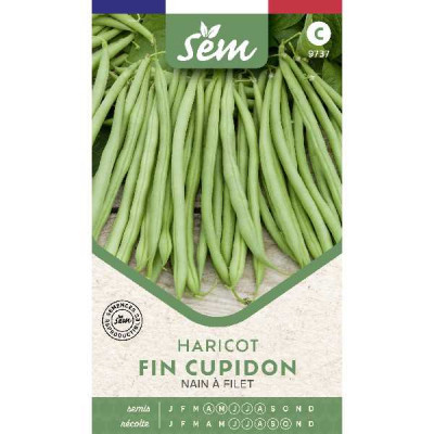 HARICOT FIN CUPIDON  EXTRA  GR.MA
