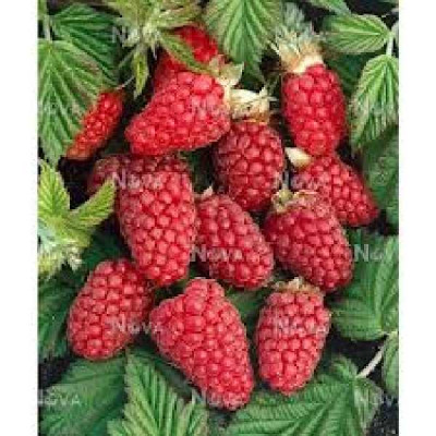 RUBUS  Tayberry