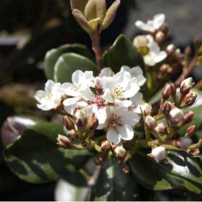 RHAPHIOLEPIS umbellata Ovata