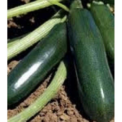 COURGETTE  Astia f1