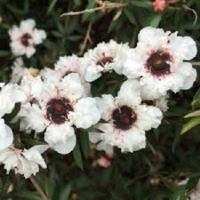 LEPTOSPERMUM scoparium Coral candy blanc