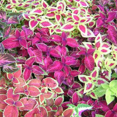 COLEUS