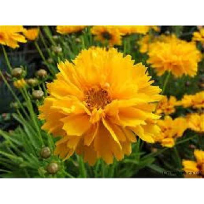 COREOPSIS grandiflora