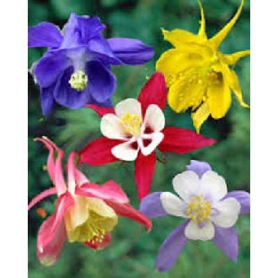 ANCOLIE  Melange
