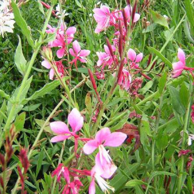 GAURA  Rose