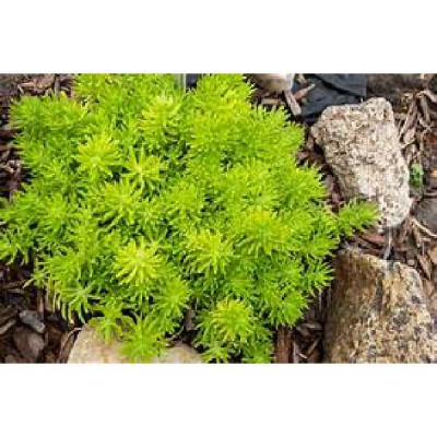 SEDUM  Lemon ball vert pomme