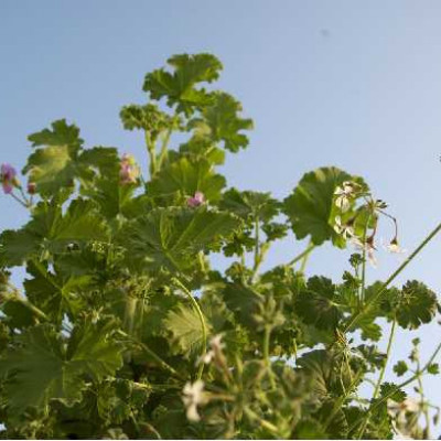 GERANIUM odorant