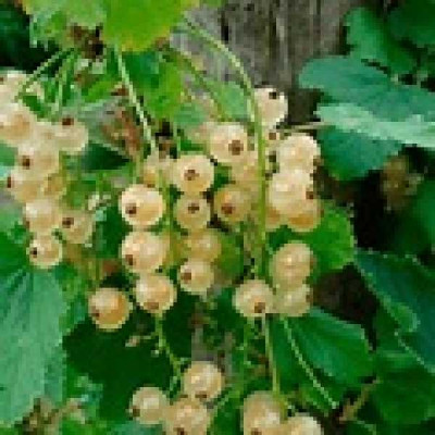 RIBES rubrum Versaillaise blanche