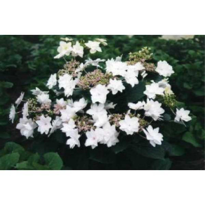 HYDRANGEA teller Hanabi