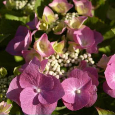 HYDRANGEA teller Rose