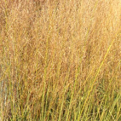MOLINIA arundinacea (altissima) Transparent