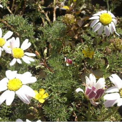 ANACYCLUS depressus Compactum