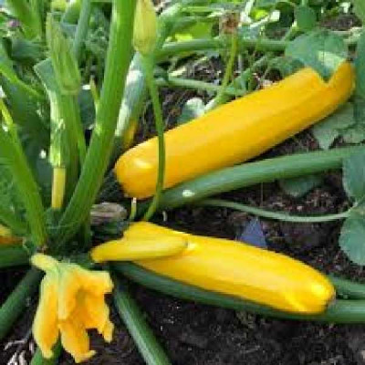 COURGETTE  Jaune sebring f1 longue jaune