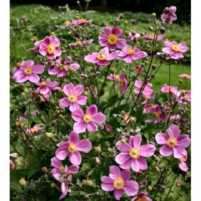 ANEMONE hupehensis Praecox