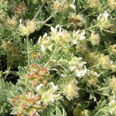 DORYCNIUM hirsutum Frejorques