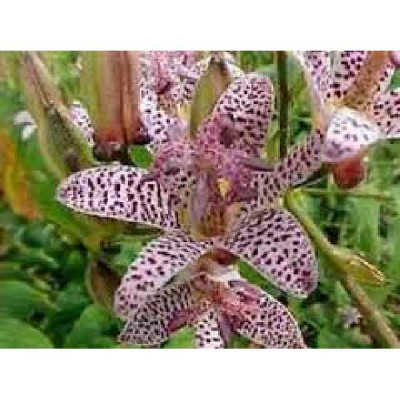 TRICYRTIS  Hirta miyazaki white purple