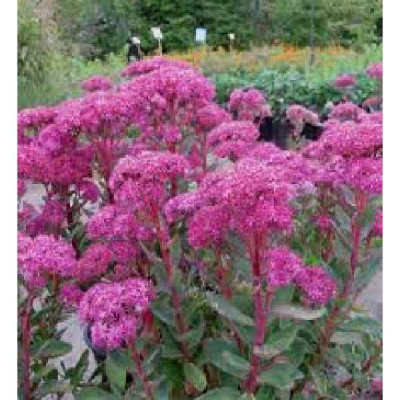 SEDUM telephium Carl pink