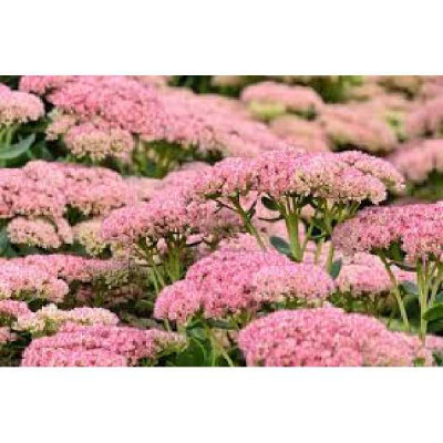 SEDUM telephium Herbstfreud autumn joy