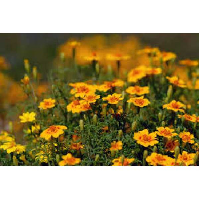 TAGETES lemmonii Tangerine marigold