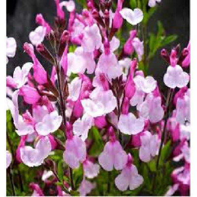 SALVIA greggii Joy (rose et rose clair)