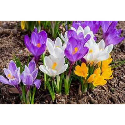 CROCUS