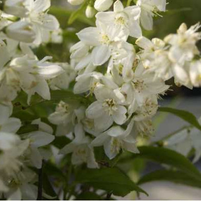 DEUTZIA gracilis