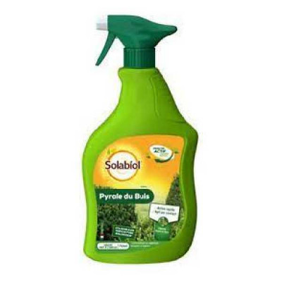 PYRALE DU BUIS  Pae Solabiol