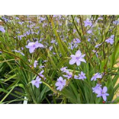LIBERTIA caerulescens