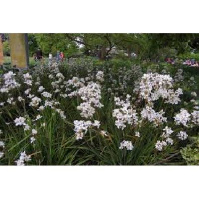 LIBERTIA grandiflora
