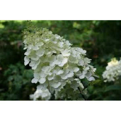 HYDRANGEA paniculata Silver dollar