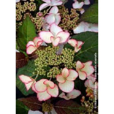 HYDRANGEA  Dolce kiss