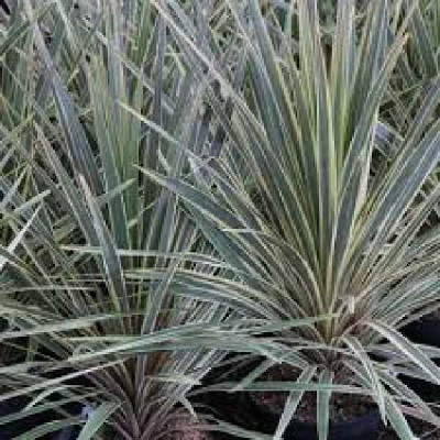 CORDYLINE australis Pink champagne variegated