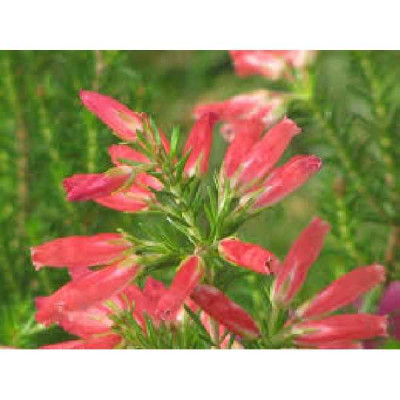 ERICA  Winter fire