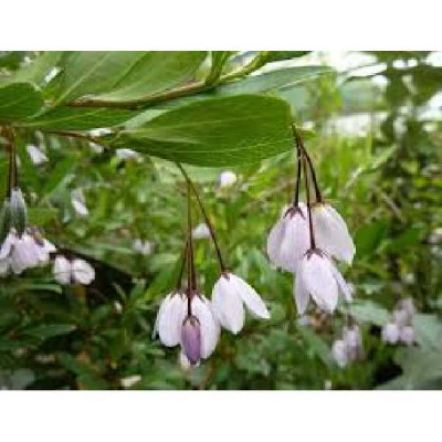 SOLLYA heterophylla Pink