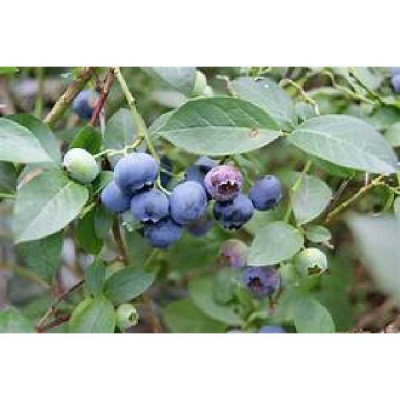 VACCINIUM myrtillus Blue crop