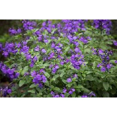 SALVIA microphylla So cool purple