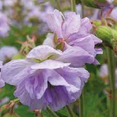 GERANIUM  Vivace cloud nine®
