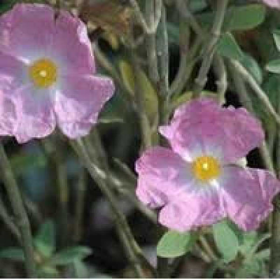 CISTUS argenteus