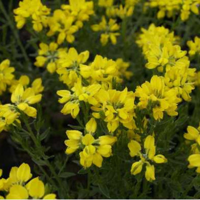 GENISTA hyspanica