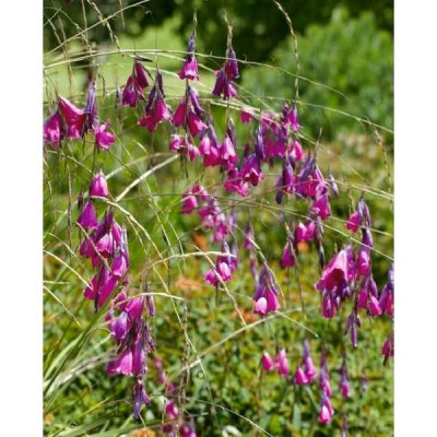 DIERAMA  Blackberry bells