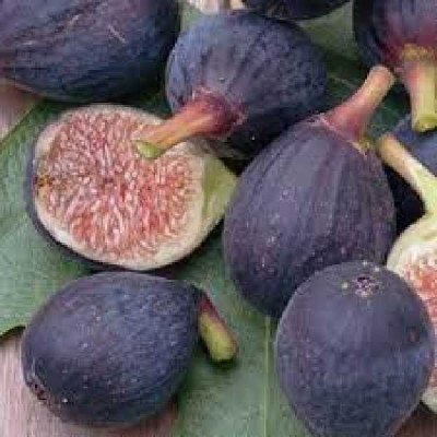 FICUS carica Ronde de bordeaux