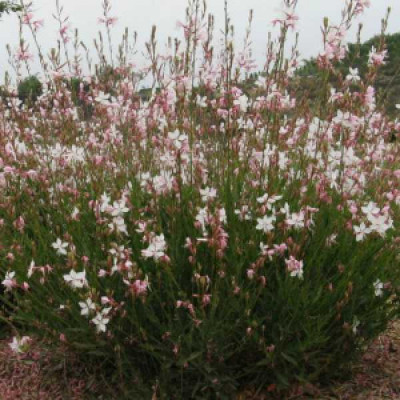 GAURA lindheimeri Gambit compact white