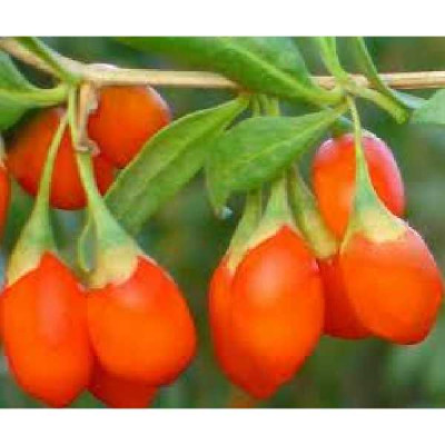 LYCIUM barbarum Instant succes