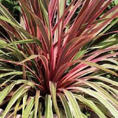 CORDYLINE banksii Dance can can