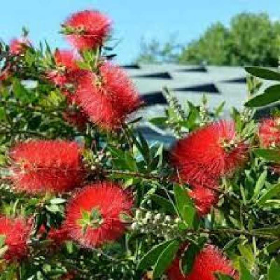 CALLISTEMON viminalis Inferno ®