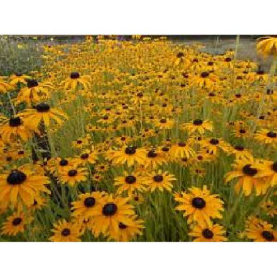 RUDBECKIA fulgida Speciosa (jaune)