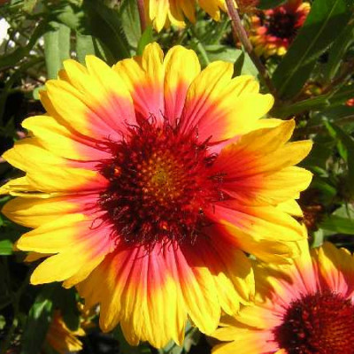 GAILLARDE  Mix