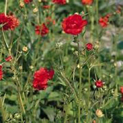 GEUM chiloense Feureball