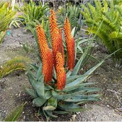 ALOE ferox